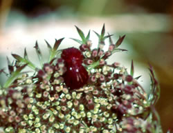 DCarrot gall